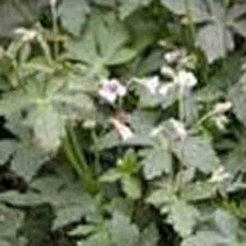 Geranium Wilfordii P.E